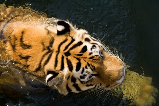Swimming Tiger