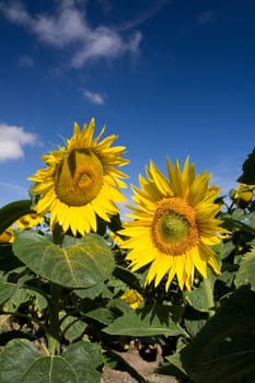 Sunflowers