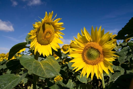 Sunflowers