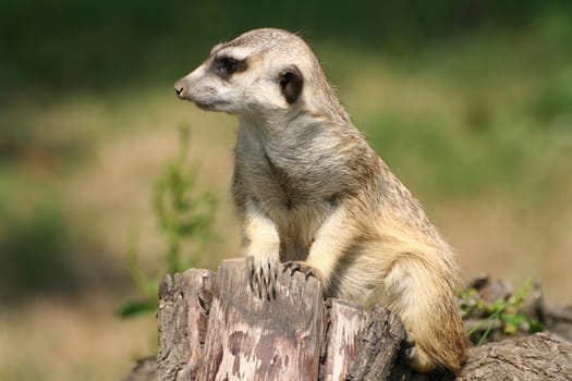 Suricate (meercat)