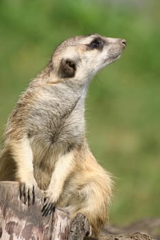 Suricate (meercat)