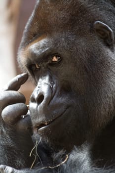 Think think think (gorilla)