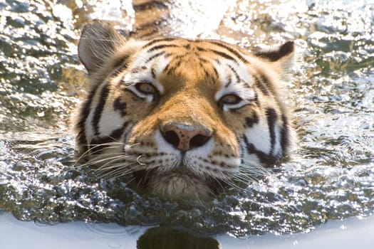 Swimming Tiger