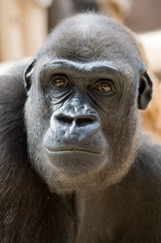 Frown Gorilla Portrait