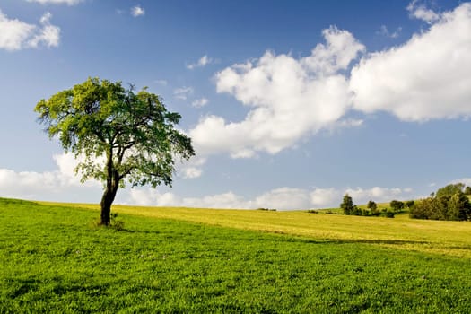 Lonely Tree
