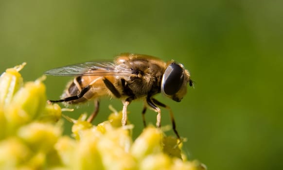 Bee on flower