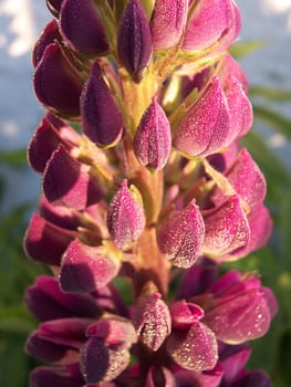 flowering lupins