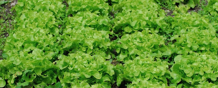 Green oak leaf lettuce
