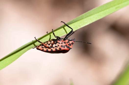 Strip bug - Graphosoma lineatum
