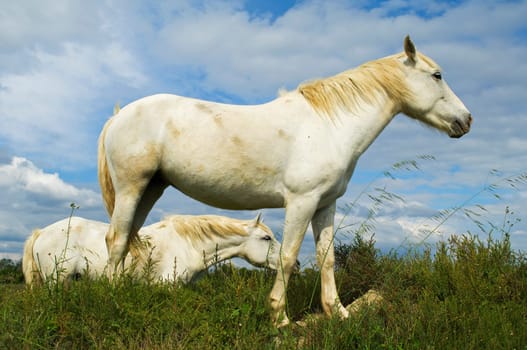 The horses in the Camargue in France