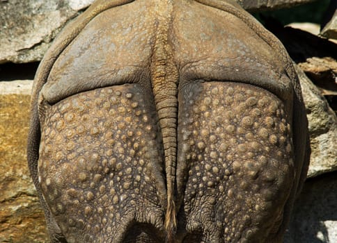 A rhinoceros from behind