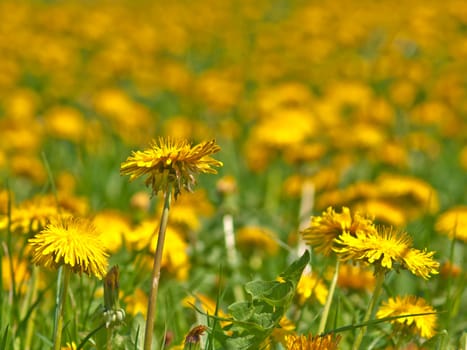 Dandelion with pyramid gun