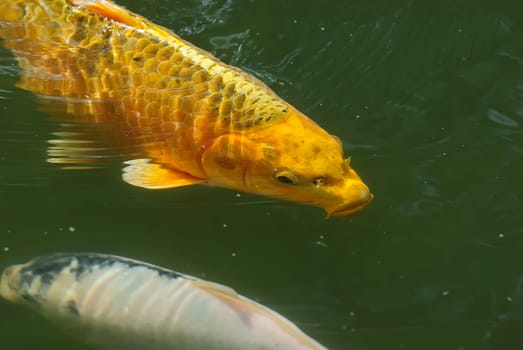 Koi 35