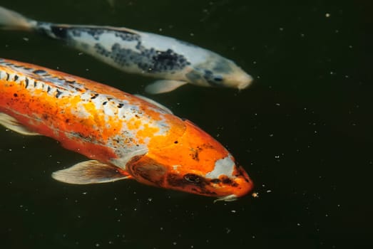 Koi 50