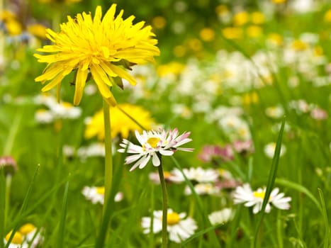 Dandelions and daisies