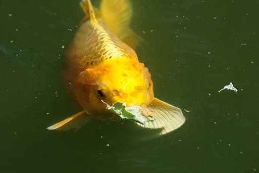 Koi 42