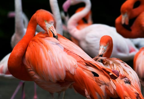 Flamingo Ruber