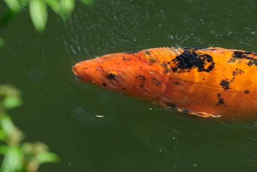 Koi 20