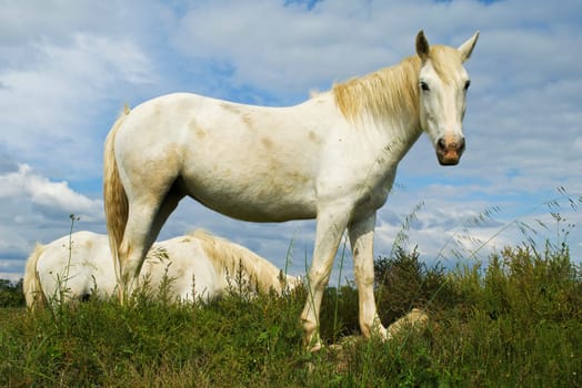 The horses in the Camargue in France