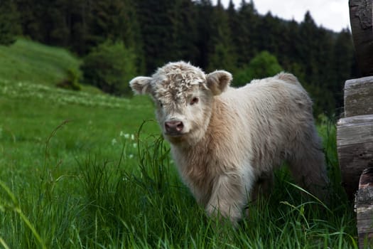 Highland cattle calves.....