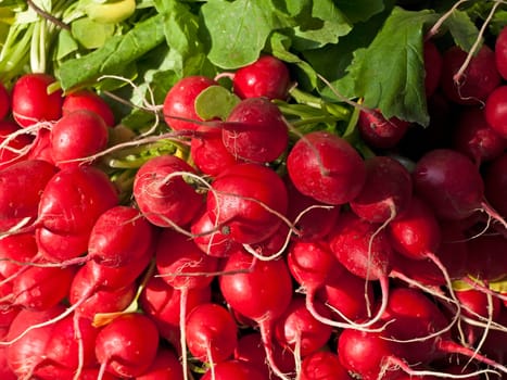 Radish