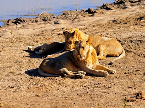 Lions lying at a watering hole,South Africa