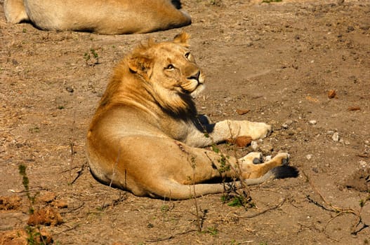 Resting young lion,South Africa