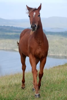 Foal grumpy