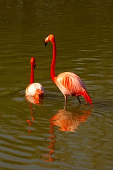 Cuban flamingo,Phoenicopterus ruber ruber