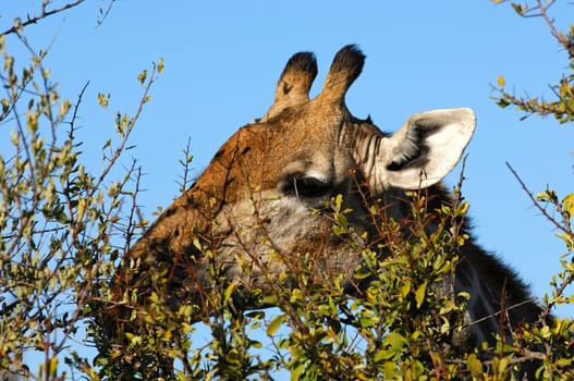 Giraffe grazing on thorn bushes