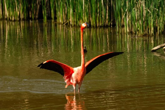 Cuban flamingo,Phoenicopterus ruber ruber