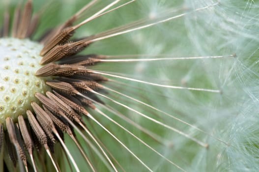 Dandelion - Taraxacum