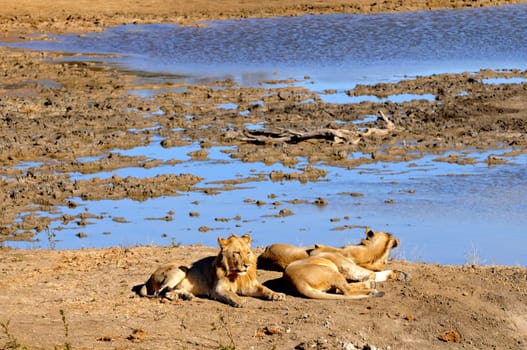 Lions lying at a watering hole,South Africa