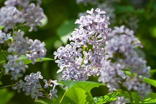Lilac - Syringa