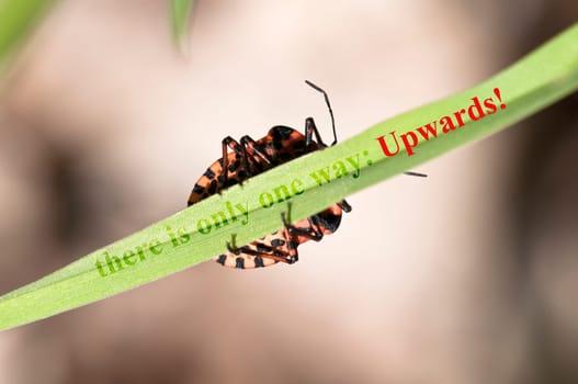 there is only one way - Upwards
