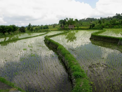 Rice field, asia