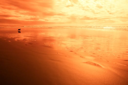 Dog at the beach in red light