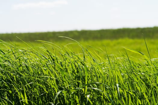 grass