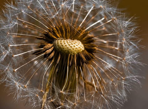 Dandelion