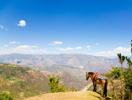 Mule and Andes