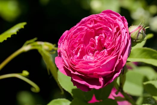 Pink Rose