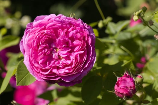Pink Rose