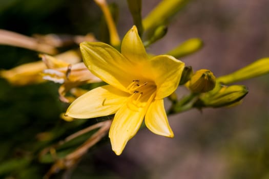 Marsh marigold,macro