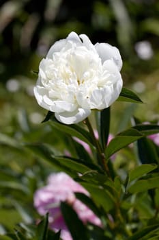 White Rose