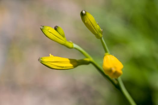 Marsh marigold,macro