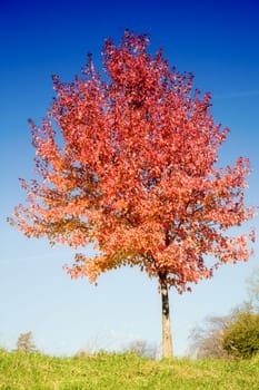 Red tree