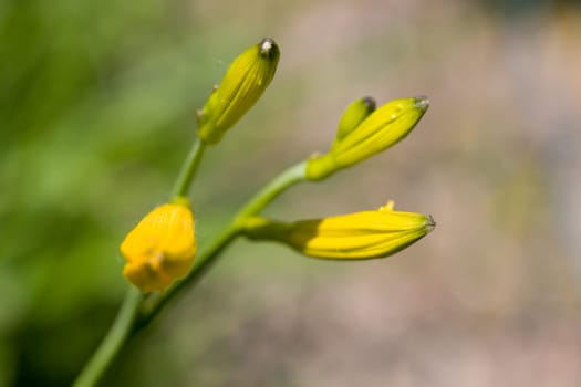 Marsh marigold,macro
