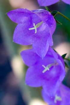 Bellflower