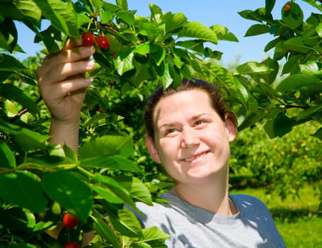 Picking cherries