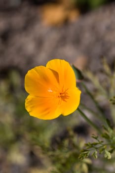 Yolk Flower
